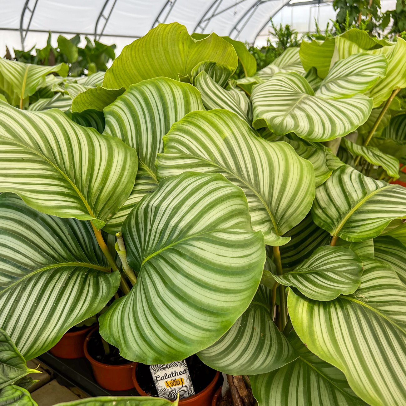 Obrázok Kalatea guľatolistá (Calathea orbifolia) - výška 40-50 cm, kont. C3L